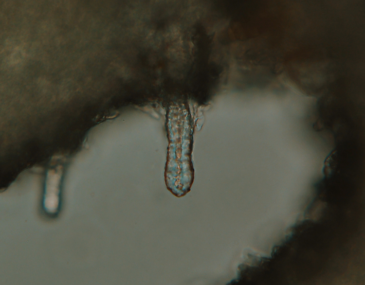ForseSteccherinum straminellum-f3409(Steccherinum ochraceum)